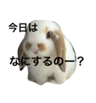 ウサギのキナ子（個別スタンプ：3）