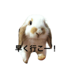 ウサギのキナ子（個別スタンプ：4）