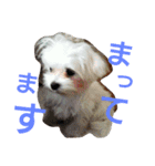 かわいいマルチーズのスタンプ（個別スタンプ：7）