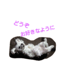 かわいいマルチーズのスタンプ（個別スタンプ：10）