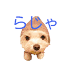 かわいいマルチーズのスタンプ（個別スタンプ：14）