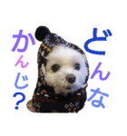 かわいいマルチーズのスタンプ（個別スタンプ：16）