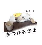 ワン友会話で使えるラブラドールスタンプ（個別スタンプ：13）