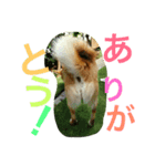 茶々丸（個別スタンプ：7）