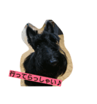 scottish terrier dari（個別スタンプ：3）