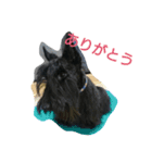 scottish terrier dari（個別スタンプ：5）