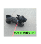 scottish terrier dari（個別スタンプ：8）