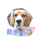 レオの日常会話（個別スタンプ：1）