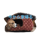 レオの日常会話（個別スタンプ：2）