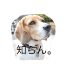 レオの日常会話（個別スタンプ：7）