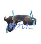 レオの日常会話（個別スタンプ：11）