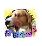 レオの日常会話（個別スタンプ：14）