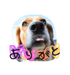 レオの日常会話（個別スタンプ：16）