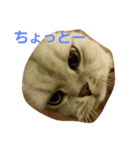 うちのこにゃん（個別スタンプ：11）