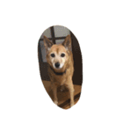 狐犬 くく（個別スタンプ：1）