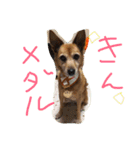 狐犬 くく（個別スタンプ：5）