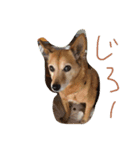 狐犬 くく（個別スタンプ：6）