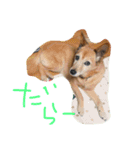 狐犬 くく（個別スタンプ：8）