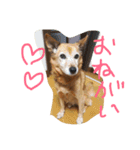 狐犬 くく（個別スタンプ：10）