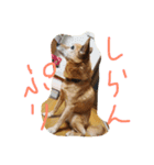 狐犬 くく（個別スタンプ：12）