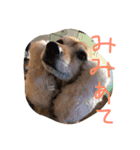 狐犬 くく（個別スタンプ：15）