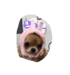 チワワのココちゃんvol②（個別スタンプ：1）