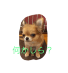 チワワのココちゃんvol②（個別スタンプ：3）
