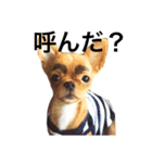 チワワ こたろう スタンプ（個別スタンプ：1）