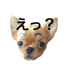 チワワ こたろう スタンプ（個別スタンプ：2）