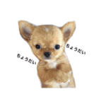 チワワ こたろう スタンプ（個別スタンプ：5）