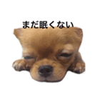 チワワ こたろう スタンプ（個別スタンプ：6）