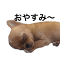 チワワ こたろう スタンプ（個別スタンプ：7）