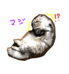 気分屋ねこ、べべ。（個別スタンプ：3）