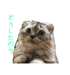 気分屋ねこ、べべ。（個別スタンプ：4）