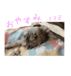 気分屋ねこ、べべ。（個別スタンプ：5）