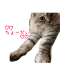 気分屋ねこ、べべ。（個別スタンプ：6）