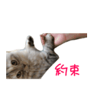 気分屋ねこ、べべ。（個別スタンプ：7）