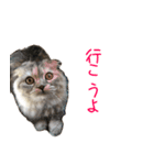 気分屋ねこ、べべ。（個別スタンプ：8）