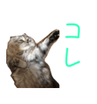 気分屋ねこ、べべ。（個別スタンプ：9）