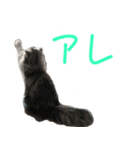 気分屋ねこ、べべ。（個別スタンプ：10）