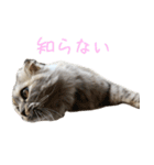 気分屋ねこ、べべ。（個別スタンプ：11）