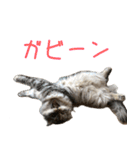気分屋ねこ、べべ。（個別スタンプ：12）
