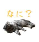 気分屋ねこ、べべ。（個別スタンプ：13）
