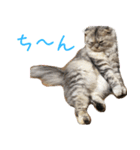 気分屋ねこ、べべ。（個別スタンプ：14）