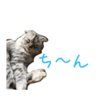 気分屋ねこ、べべ。（個別スタンプ：15）