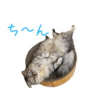 気分屋ねこ、べべ。（個別スタンプ：16）
