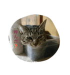CHOCOTAのお知らせスタンプ（個別スタンプ：10）