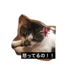 ハン君の気持ちII（個別スタンプ：3）