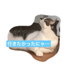 ハン君の気持ちII（個別スタンプ：5）