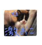ツンデレ猫の雫ちゃま（個別スタンプ：1）